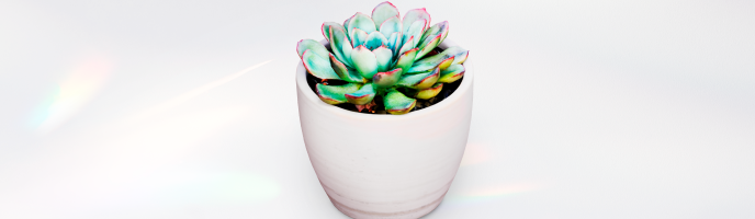 Свои в прибыли